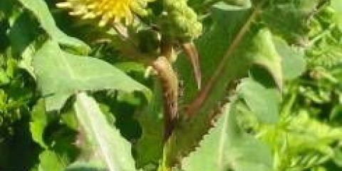 Posijati čičak: kako se riješiti stranice